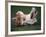 Shih Tzu Running-Adriano Bacchella-Framed Photographic Print