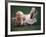 Shih Tzu Running-Adriano Bacchella-Framed Photographic Print