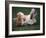 Shih Tzu Running-Adriano Bacchella-Framed Photographic Print