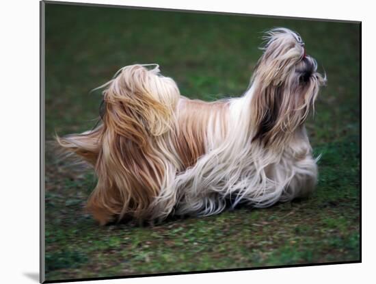 Shih Tzu Running-Adriano Bacchella-Mounted Photographic Print