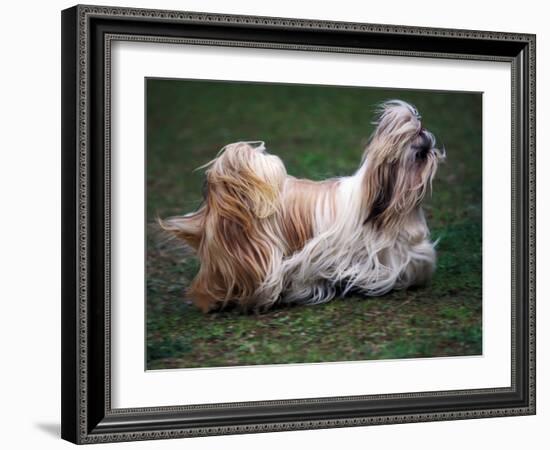 Shih Tzu Running-Adriano Bacchella-Framed Photographic Print