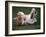 Shih Tzu Running-Adriano Bacchella-Framed Photographic Print