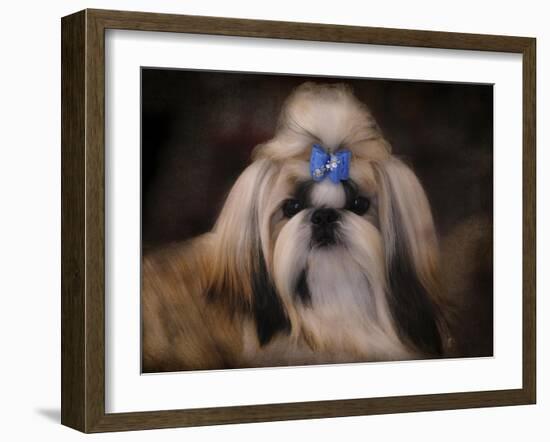 Shih Tzu with Blue Bow-Jai Johnson-Framed Giclee Print