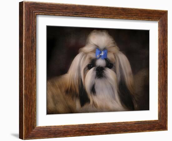 Shih Tzu with Blue Bow-Jai Johnson-Framed Giclee Print