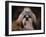 Shih Tzu with Blue Bow-Jai Johnson-Framed Giclee Print