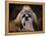 Shih Tzu with Blue Bow-Jai Johnson-Framed Premier Image Canvas