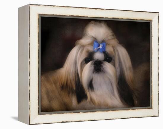 Shih Tzu with Blue Bow-Jai Johnson-Framed Premier Image Canvas