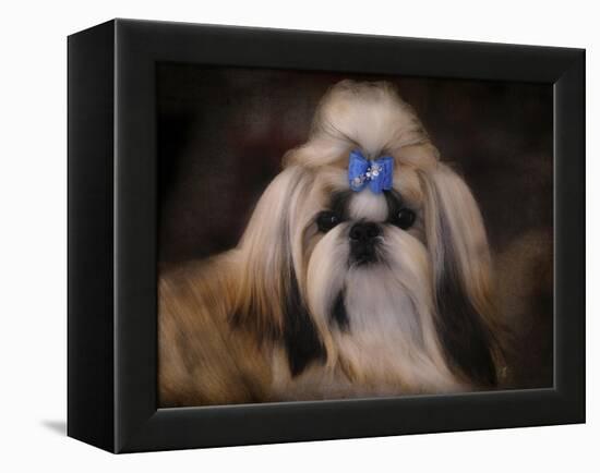 Shih Tzu with Blue Bow-Jai Johnson-Framed Premier Image Canvas