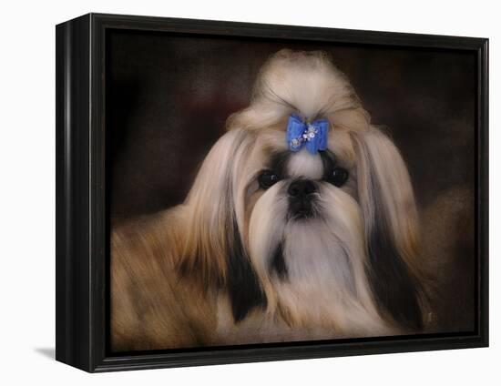 Shih Tzu with Blue Bow-Jai Johnson-Framed Premier Image Canvas