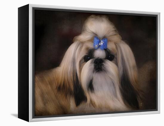 Shih Tzu with Blue Bow-Jai Johnson-Framed Premier Image Canvas