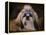 Shih Tzu with Blue Bow-Jai Johnson-Framed Premier Image Canvas