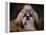 Shih Tzu with Blue Bow-Jai Johnson-Framed Premier Image Canvas