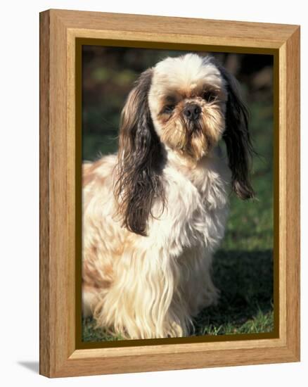 Shih Tzu with Facial Hair Cut Short-Adriano Bacchella-Framed Premier Image Canvas