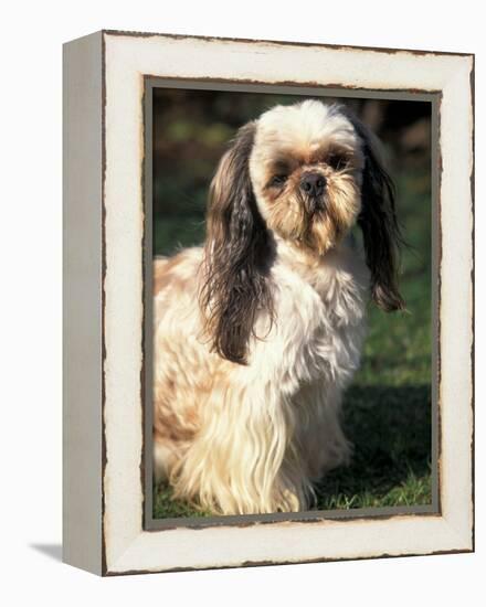 Shih Tzu with Facial Hair Cut Short-Adriano Bacchella-Framed Premier Image Canvas