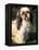 Shih Tzu with Facial Hair Cut Short-Adriano Bacchella-Framed Premier Image Canvas