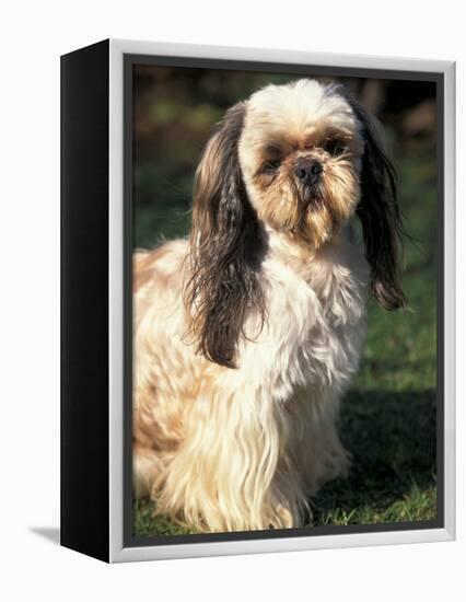 Shih Tzu with Facial Hair Cut Short-Adriano Bacchella-Framed Premier Image Canvas