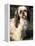 Shih Tzu with Facial Hair Cut Short-Adriano Bacchella-Framed Premier Image Canvas