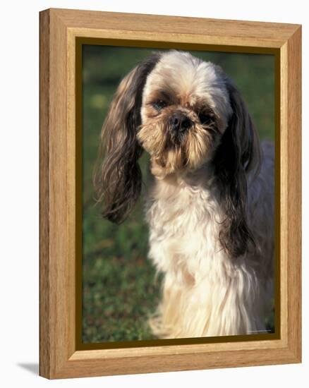 Shih Tzu with Facial Hair Cut Short-Adriano Bacchella-Framed Premier Image Canvas