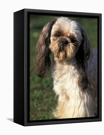 Shih Tzu with Facial Hair Cut Short-Adriano Bacchella-Framed Premier Image Canvas