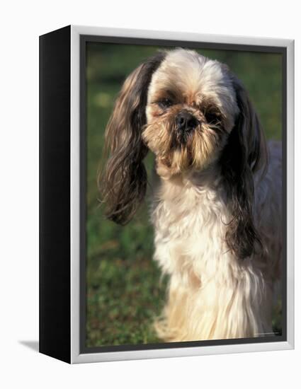 Shih Tzu with Facial Hair Cut Short-Adriano Bacchella-Framed Premier Image Canvas