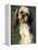 Shih Tzu with Facial Hair Cut Short-Adriano Bacchella-Framed Premier Image Canvas