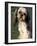 Shih Tzu with Facial Hair Cut Short-Adriano Bacchella-Framed Photographic Print