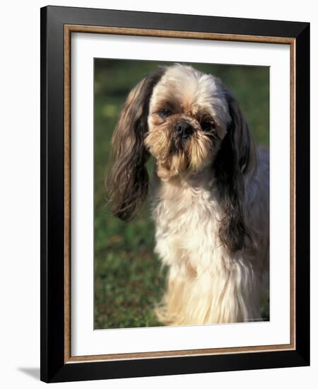 Shih Tzu with Facial Hair Cut Short-Adriano Bacchella-Framed Photographic Print