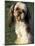 Shih Tzu with Facial Hair Cut Short-Adriano Bacchella-Mounted Photographic Print