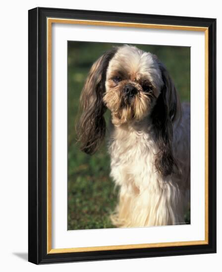 Shih Tzu with Facial Hair Cut Short-Adriano Bacchella-Framed Photographic Print