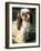 Shih Tzu with Facial Hair Cut Short-Adriano Bacchella-Framed Photographic Print