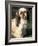 Shih Tzu with Facial Hair Cut Short-Adriano Bacchella-Framed Photographic Print