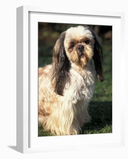 Shih Tzu with Facial Hair Cut Short-Adriano Bacchella-Framed Photographic Print