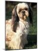 Shih Tzu with Facial Hair Cut Short-Adriano Bacchella-Mounted Photographic Print