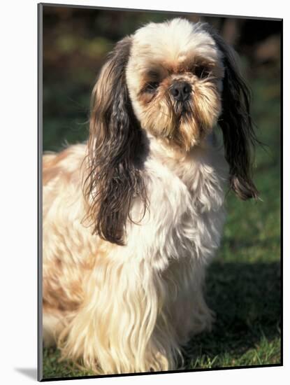 Shih Tzu with Facial Hair Cut Short-Adriano Bacchella-Mounted Photographic Print