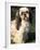 Shih Tzu with Facial Hair Cut Short-Adriano Bacchella-Framed Photographic Print