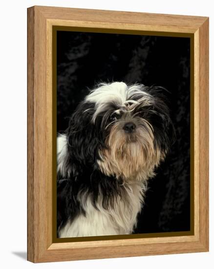 Shih Tzu with Hair Cut Short-Adriano Bacchella-Framed Premier Image Canvas