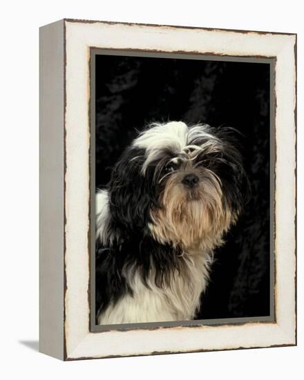 Shih Tzu with Hair Cut Short-Adriano Bacchella-Framed Premier Image Canvas