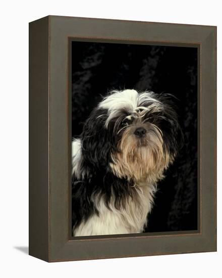 Shih Tzu with Hair Cut Short-Adriano Bacchella-Framed Premier Image Canvas