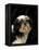 Shih Tzu with Hair Cut Short-Adriano Bacchella-Framed Premier Image Canvas