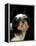 Shih Tzu with Hair Cut Short-Adriano Bacchella-Framed Premier Image Canvas