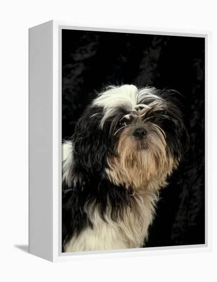 Shih Tzu with Hair Cut Short-Adriano Bacchella-Framed Premier Image Canvas