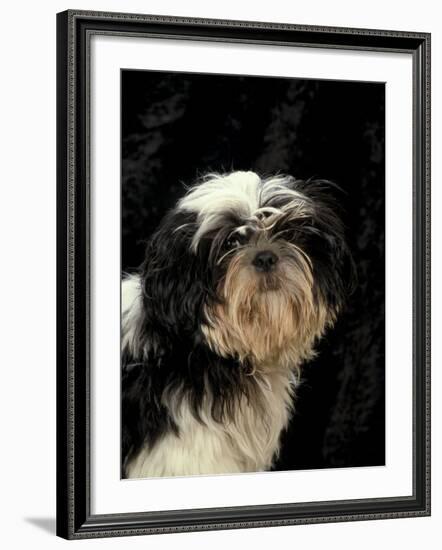 Shih Tzu with Hair Cut Short-Adriano Bacchella-Framed Photographic Print