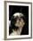 Shih Tzu with Hair Cut Short-Adriano Bacchella-Framed Photographic Print