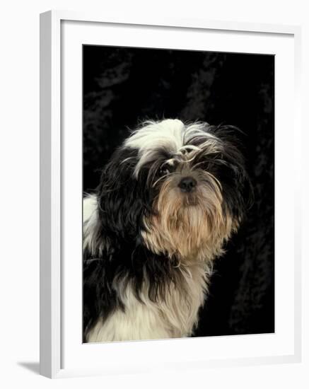 Shih Tzu with Hair Cut Short-Adriano Bacchella-Framed Photographic Print