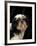 Shih Tzu with Hair Cut Short-Adriano Bacchella-Framed Photographic Print