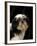 Shih Tzu with Hair Cut Short-Adriano Bacchella-Framed Photographic Print