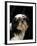 Shih Tzu with Hair Cut Short-Adriano Bacchella-Framed Photographic Print