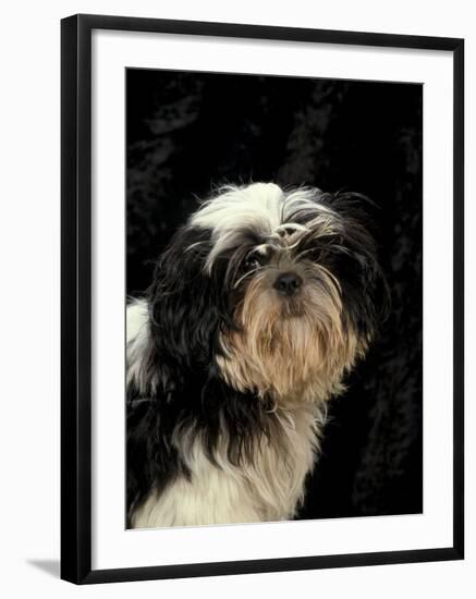 Shih Tzu with Hair Cut Short-Adriano Bacchella-Framed Photographic Print