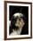 Shih Tzu with Hair Cut Short-Adriano Bacchella-Framed Photographic Print