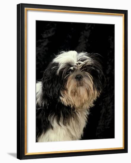 Shih Tzu with Hair Cut Short-Adriano Bacchella-Framed Photographic Print